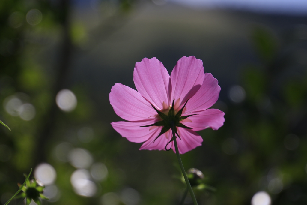 　秋桜　２