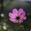 　秋桜　２