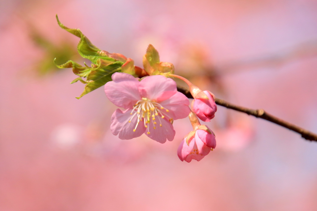  河津桜　１