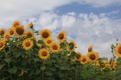 夏の花夏の空