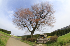 　前原の一本桜　２