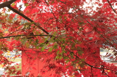 　おくればせの紅葉