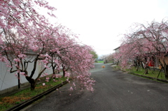 八重紅ｼﾀﾞﾚ　（遠藤桜）