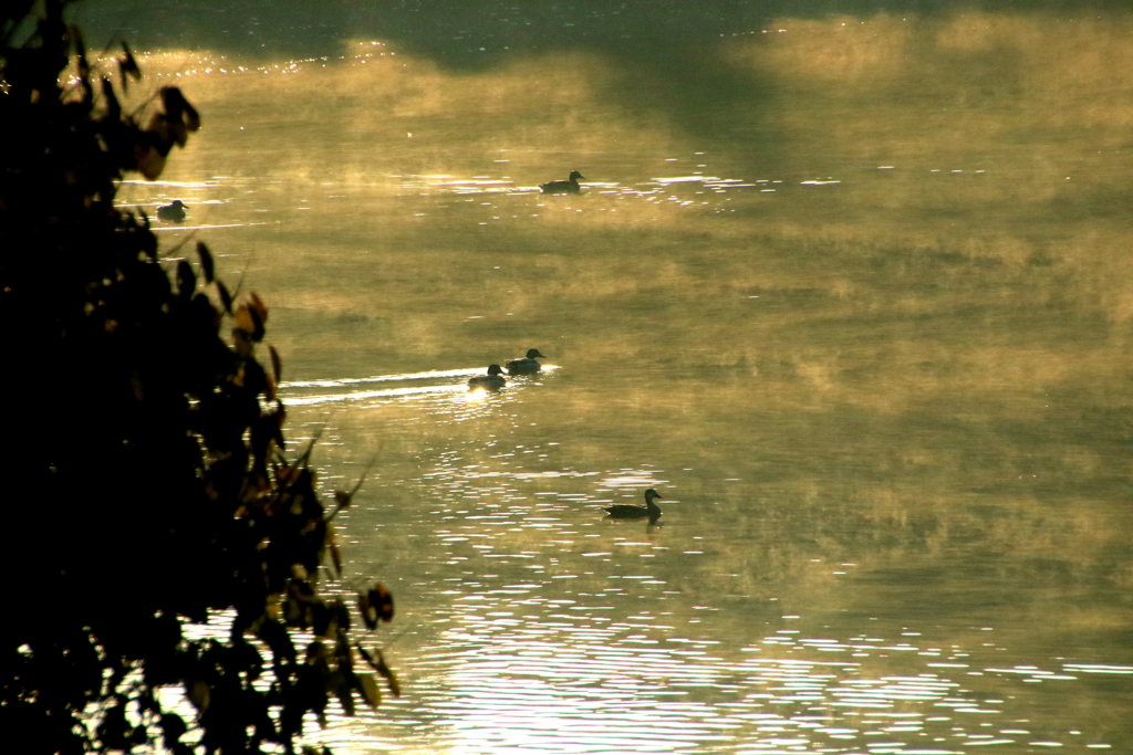  朝の池