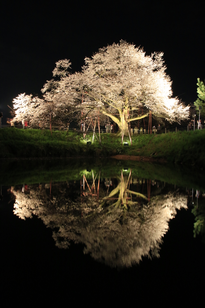 　浅井の一本桜　６