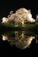 　浅井の一本桜　６