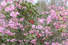 　河内桜＆ﾔﾌﾞﾂﾊﾞｷ