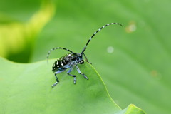 　カミキリムシ