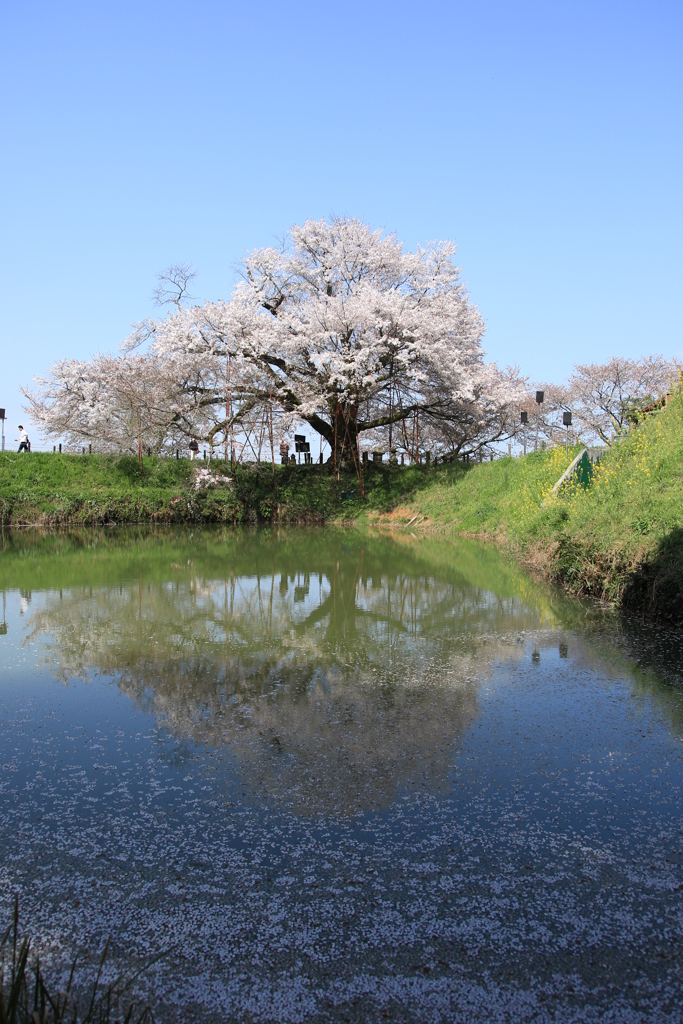  浅井の一本桜　14：35