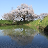  浅井の一本桜　14：35