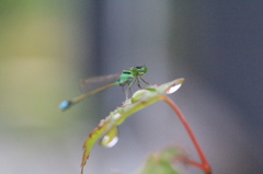 　みつめるとんぼ　２