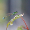 　みつめるとんぼ　２