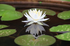 　映り込みの睡蓮