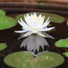 　映り込みの睡蓮