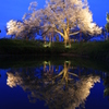 　浅井の一本桜　３