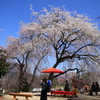 　身延の枝垂れ桜　３