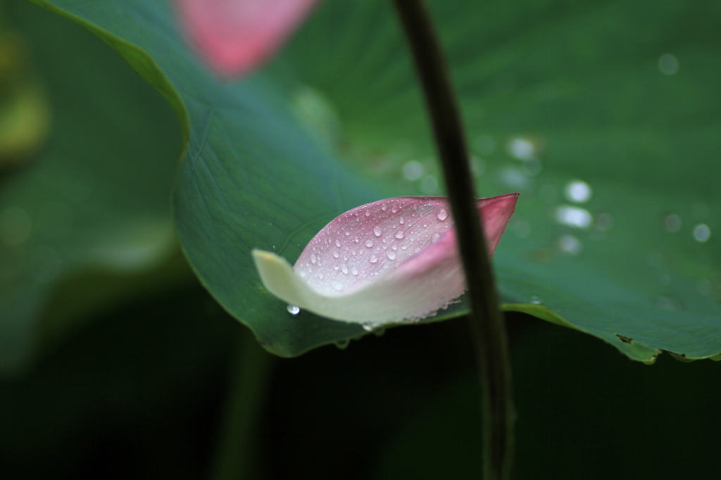 雨に散る