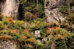 岩に生える木々