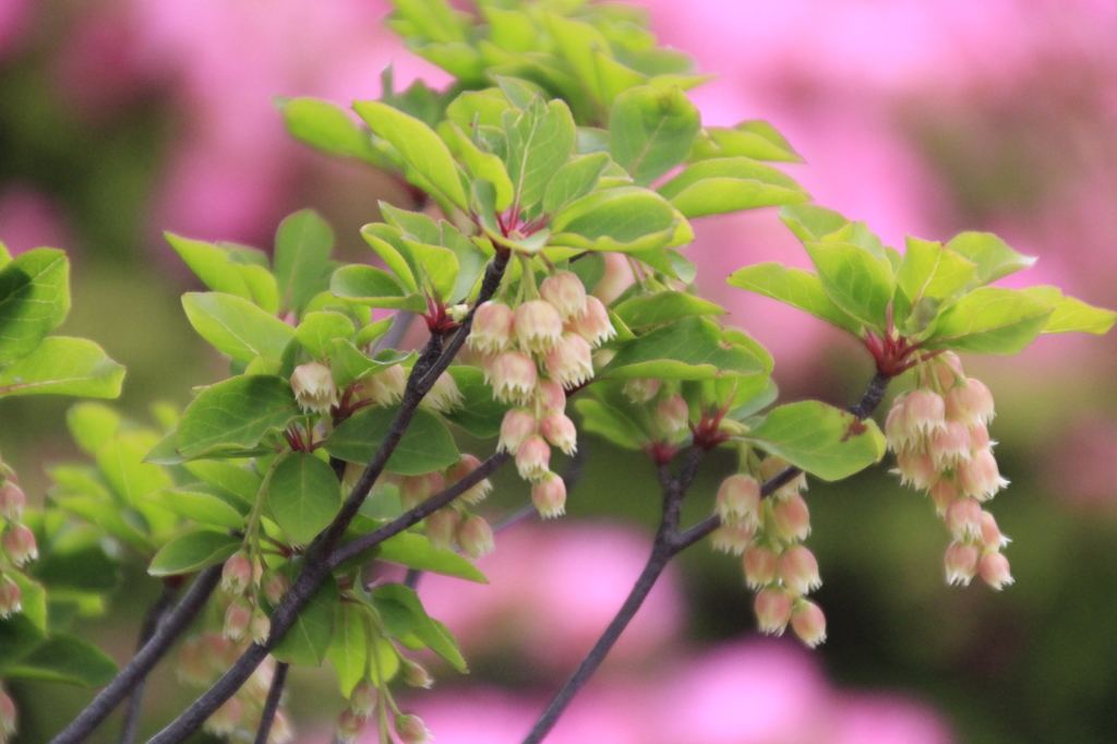 _MG_0206　花？