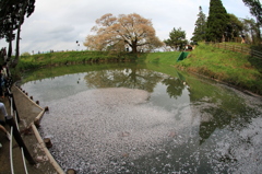 浅井の一本桜　魚眼ﾚﾝｽﾞ