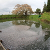 浅井の一本桜　魚眼ﾚﾝｽﾞ