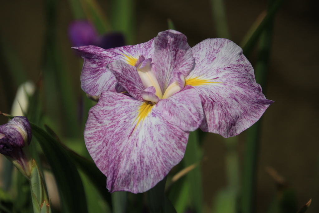 花菖蒲