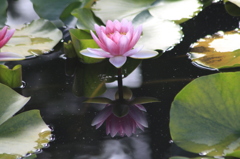 　映り込み（睡蓮）２