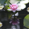 　映り込み（睡蓮）２