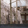 　格子より　３