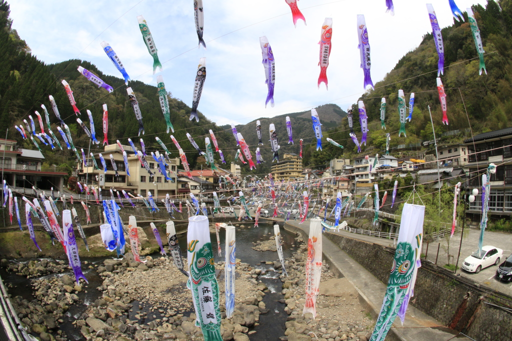 　杖立温泉　鯉のぼり　３