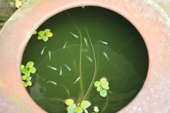  めだか　（千光寺）