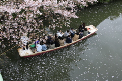 　桜の下川下り