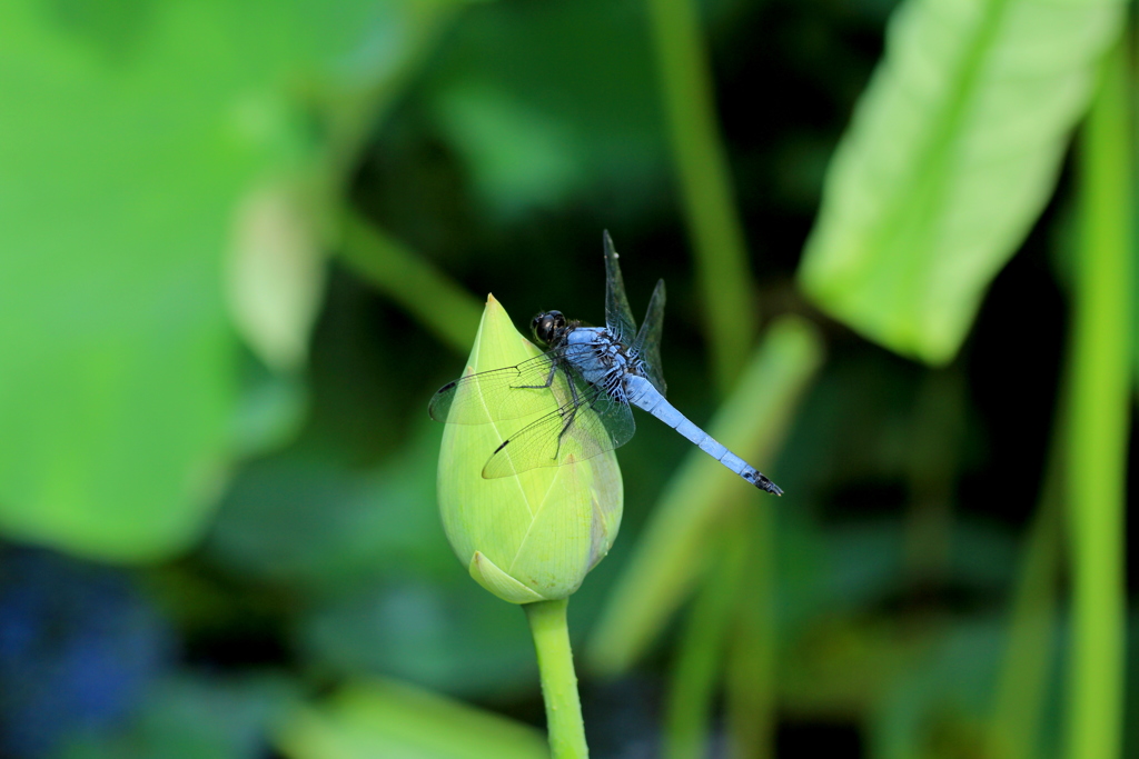  蓮＆とんぼ