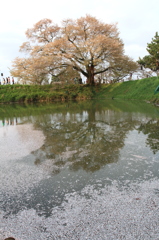 浅井の一本桜　水面