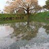 浅井の一本桜　水面