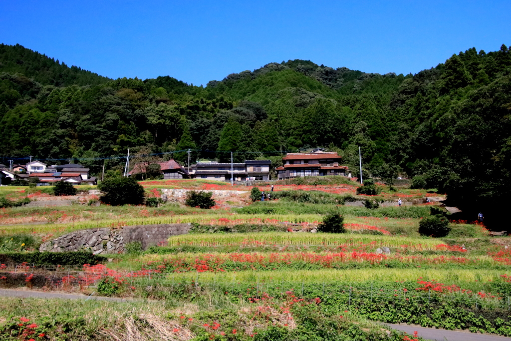 江里山の棚田