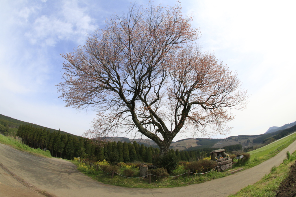 　前原の一本桜　４