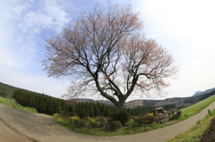 　前原の一本桜　４