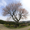 　前原の一本桜　４