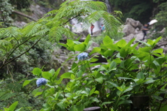 IMG_0225　葉の中