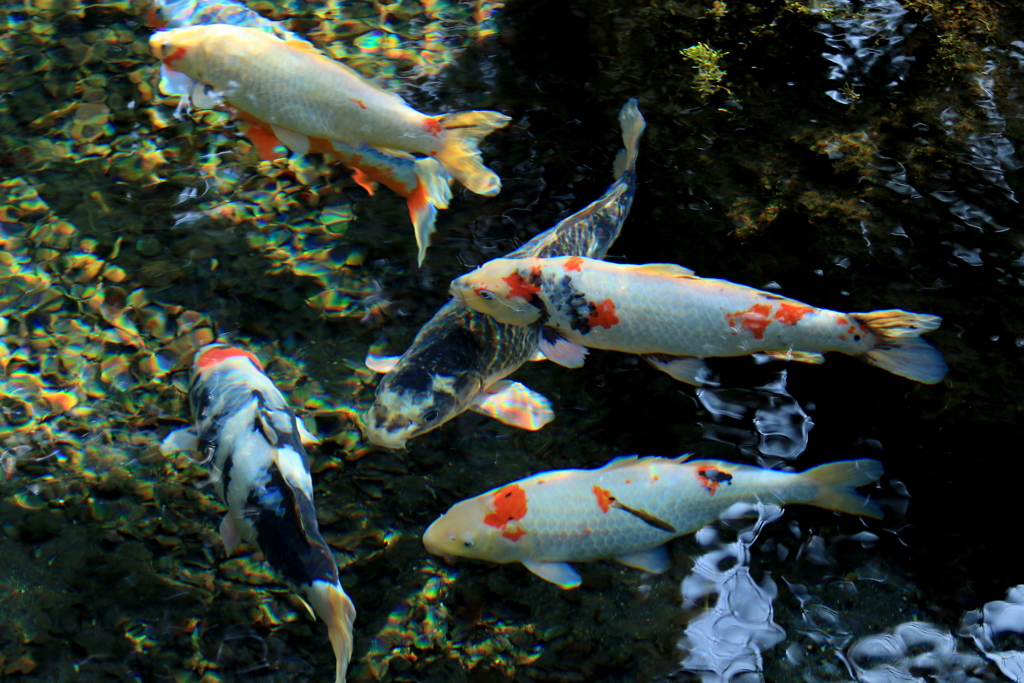 　明神池名水公園　鯉