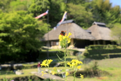 　菜花・蝶