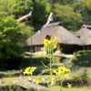 　菜花・蝶