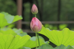  Ｗ開花前