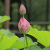  Ｗ開花前