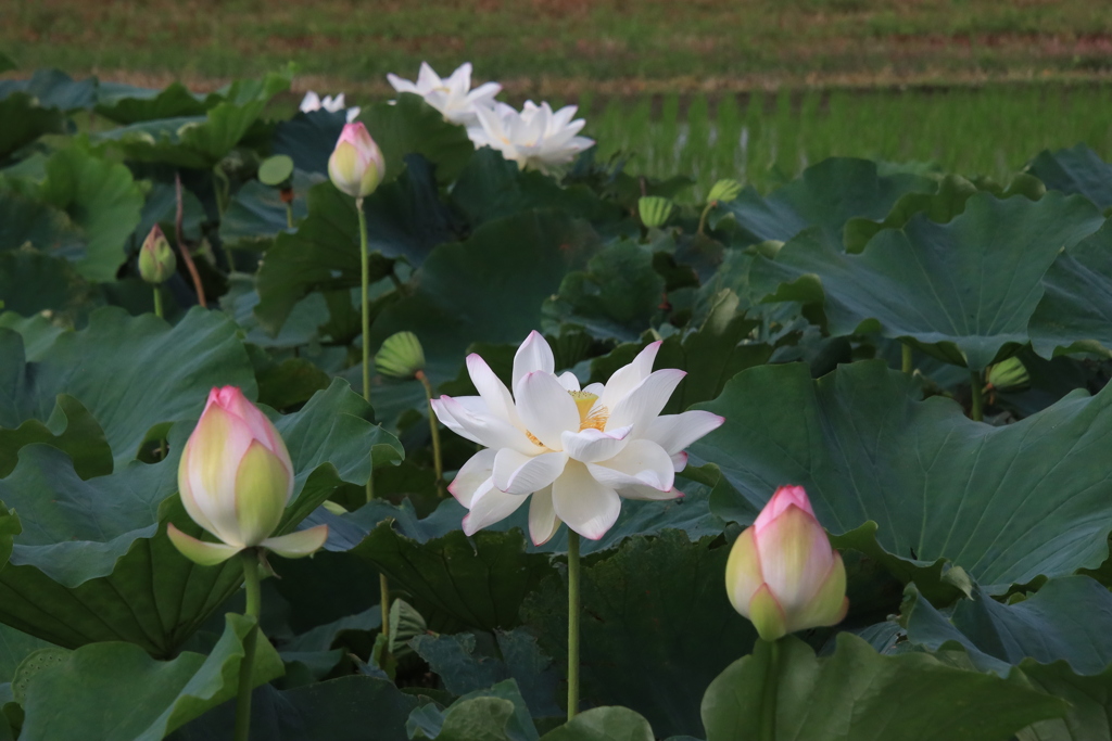 　開花お先に