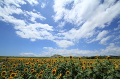 夏の雲