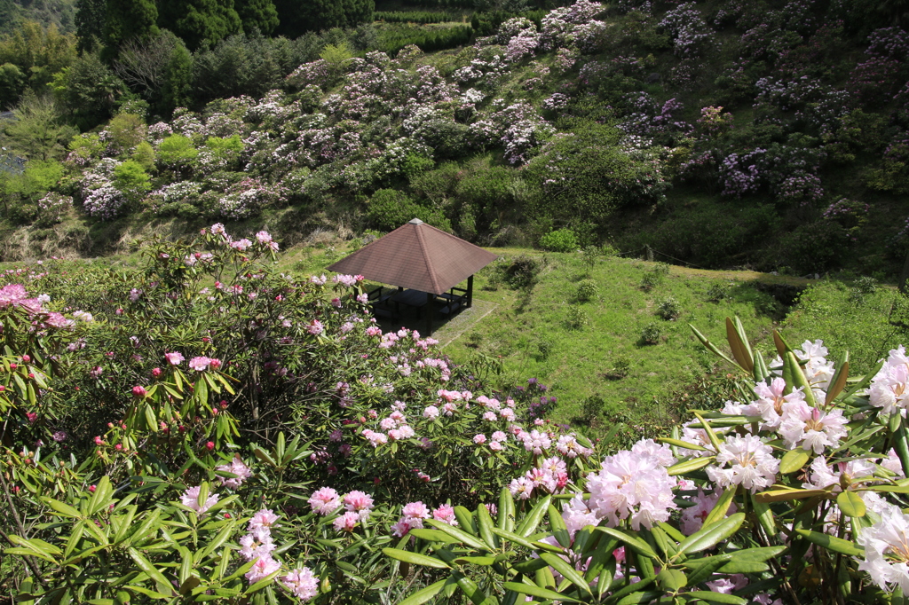 　裏山の石楠花