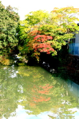 赤く映えるはぜ