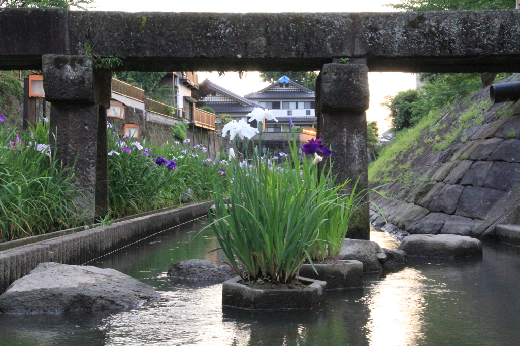 　熊本　高瀬裏川　花しょうぶまつり　１